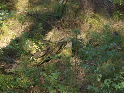 FB_IMG_1573597509282